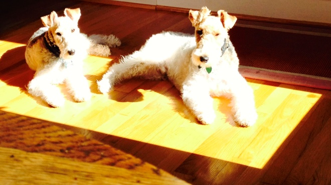 Terriers in a pool of light